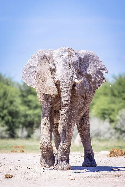 Bull Elephant, Nxai Pan National Park, Botswana