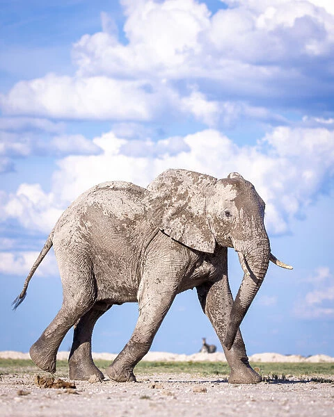 Bull Elephant, Nxai Pan National Park, Botswana