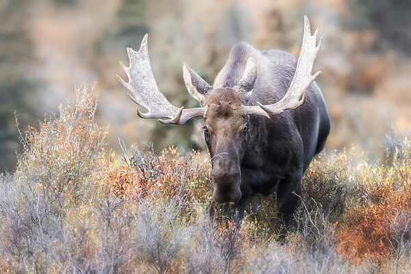 Bull moose during rutting season in Denali National Park, in early autumn