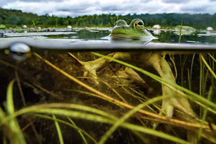 Framed Print : Bullfrog (Lithobates catesbeiana) over-under in wetland on Horseshoe Lake, Muskoka, Ontario, Canada Framed Print : Bullfrog (Lithobates catesbeiana) over-under in wetland on Horseshoe Lake, Muskoka, Ontario, Canada