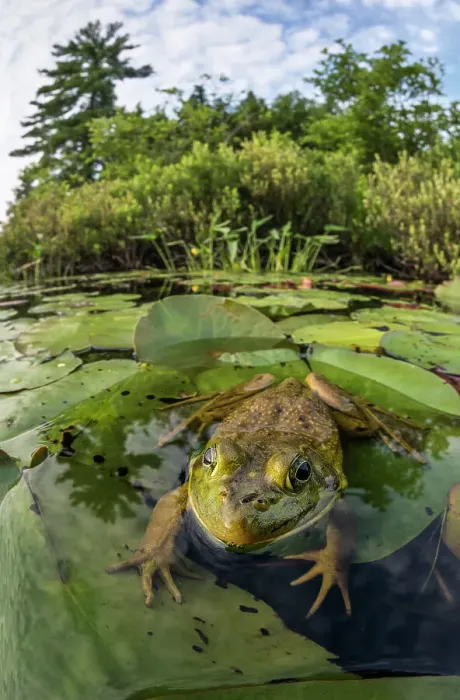 Framed Print : Bullfrog (Lithobates catesbeiana) in wetland on Horseshoe Lake, Parry Sound, Ontario, Canada Framed Print : Bullfrog (Lithobates catesbeiana) in wetland on Horseshoe Lake, Parry Sound, Ontario, Canada