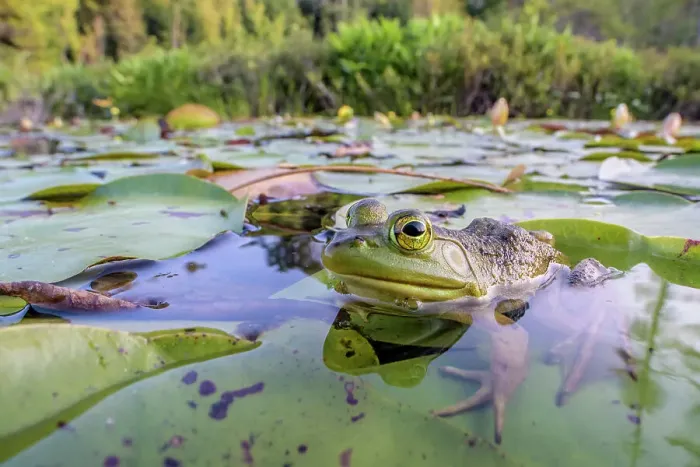 Framed Print : Bullfrog (Lithobates catesbeiana) in wetland on Horseshoe Lake, Parry Sound, Ontario, Canada Framed Print : Bullfrog (Lithobates catesbeiana) in wetland on Horseshoe Lake, Parry Sound, Ontario, Canada