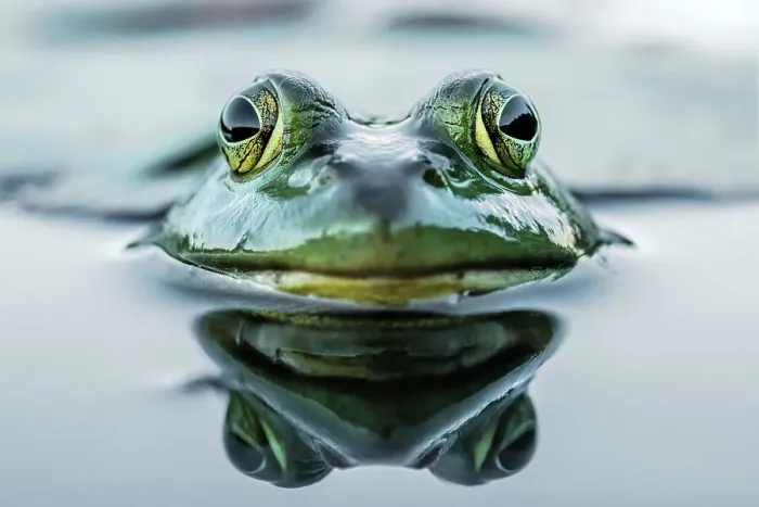 Framed Print : Bullfrog (Lithobates catesbeiana) in wetland on Horseshoe Lake, Parry Sound, Ontario, Canada Framed Print : Bullfrog (Lithobates catesbeiana) in wetland on Horseshoe Lake, Parry Sound, Ontario, Canada