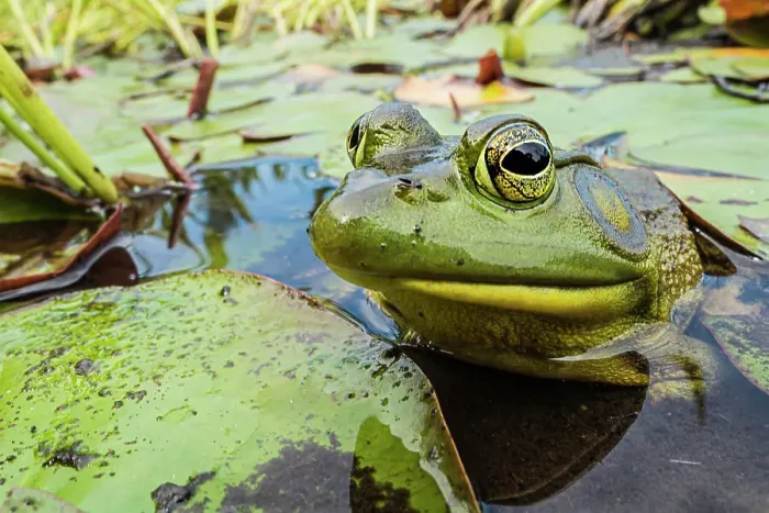 Framed Print : Bullfrog (Lithobates catesbeiana) in wetland on Horseshoe Lake, Parry Sound, Ontario, Canada Framed Print : Bullfrog (Lithobates catesbeiana) in wetland on Horseshoe Lake, Parry Sound, Ontario, Canada