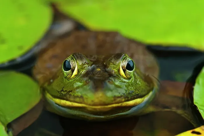 Framed Print : Bullfrog (Lithobates catesbeiana) in wetland on Horseshoe Lake, Muskoka, Ontario, Canada Framed Print : Bullfrog (Lithobates catesbeiana) in wetland on Horseshoe Lake, Muskoka, Ontario, Canada