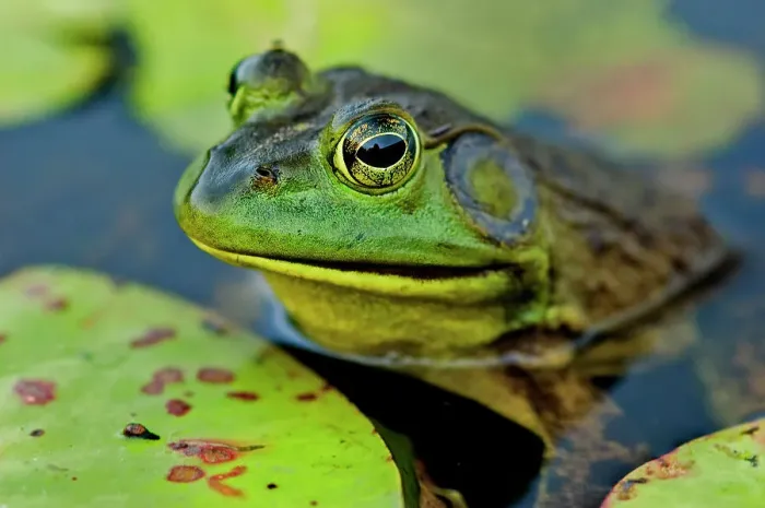 Framed Print : Bullfrog (Lithobates catesbeiana) in wetland on Horseshoe Lake, Muskoka, Ontario, Canada Framed Print : Bullfrog (Lithobates catesbeiana) in wetland on Horseshoe Lake, Muskoka, Ontario, Canada
