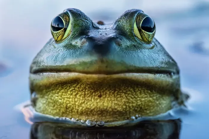Framed Print : Bullfrog (Lithobates catesbeiana) in wetland on Horseshoe Lake, Muskoka, Ontario, Canada Framed Print : Bullfrog (Lithobates catesbeiana) in wetland on Horseshoe Lake, Muskoka, Ontario, Canada