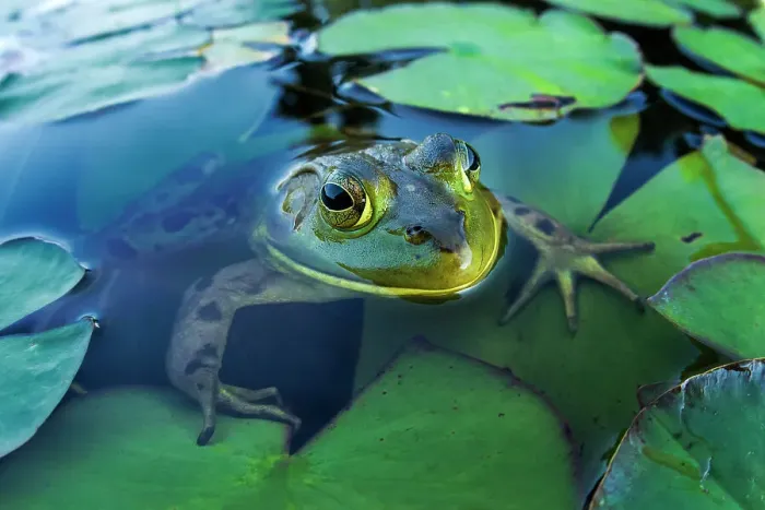 Framed Print : Bullfrog (Lithobates catesbeiana) in wetland on Horseshoe Lake, Muskoka, Ontario, Canada Framed Print : Bullfrog (Lithobates catesbeiana) in wetland on Horseshoe Lake, Muskoka, Ontario, Canada