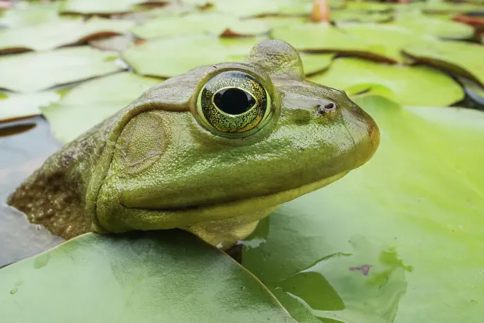Framed Print : Bullfrog (Lithobates catesbeiana) in wetland on Horseshoe Lake, Muskoka, Ontario, Canada Framed Print : Bullfrog (Lithobates catesbeiana) in wetland on Horseshoe Lake, Muskoka, Ontario, Canada