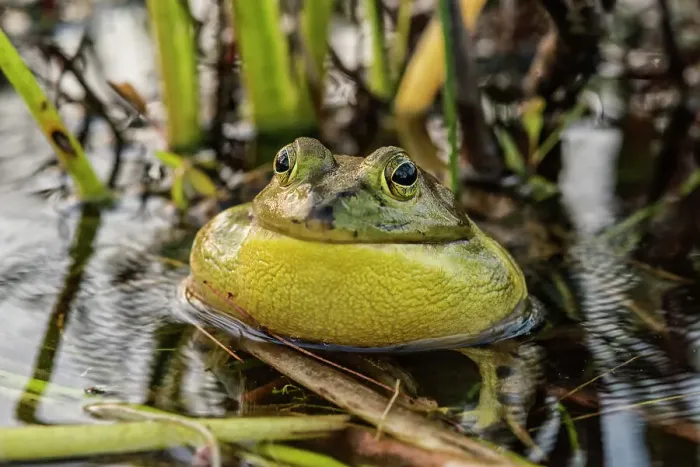 Framed Print : Bullfrog (Lithobates catesbeiana)chorusing in wetland on Horseshoe Lake, Muskoka, Ontario, Canada Framed Print : Bullfrog (Lithobates catesbeiana)chorusing in wetland on Horseshoe Lake, Muskoka, Ontario, Canada