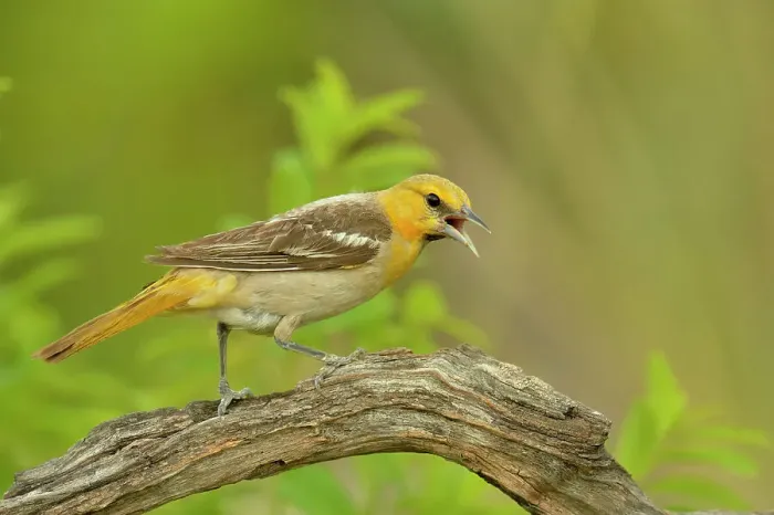 Framed Print : Bullock's Oriole (Icterus bullockii), Rio Grande City, Texas, USA Framed Print : Bullock's Oriole (Icterus bullockii), Rio Grande City, Texas, USA