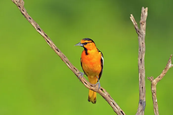 Framed Print : Bullock's oriole (Icterus bullockii) Male, Rio Grande City, Texas, USA Framed Print : Bullock's oriole (Icterus bullockii) Male, Rio Grande City, Texas, USA