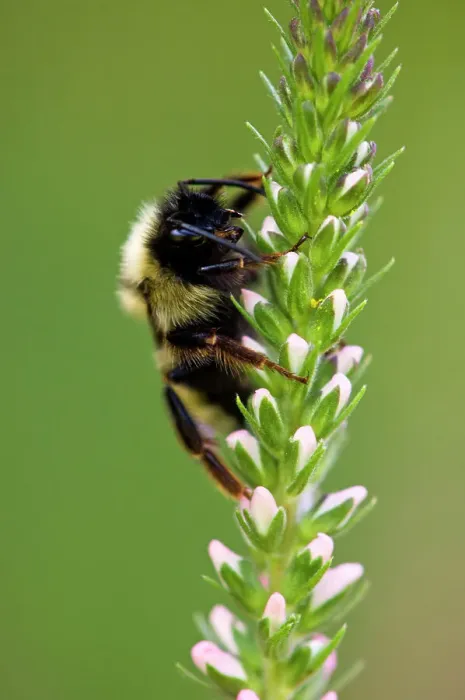 Framed Print : Bumblebee (Bombus spp.). Foraging on Spiked Speedwell flowers in garden, Lively, Ontario, Canada Framed Print : Bumblebee (Bombus spp.). Foraging on Spiked Speedwell flowers in garden, Lively, Ontario, Canada