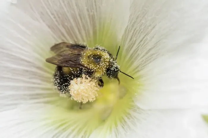 Framed Print : Bumblebeee foraging for nectar and pollen in garden flower, Greater Sudbury, Ontario, Canada Framed Print : Bumblebeee foraging for nectar and pollen in garden flower, Greater Sudbury, Ontario, Canada