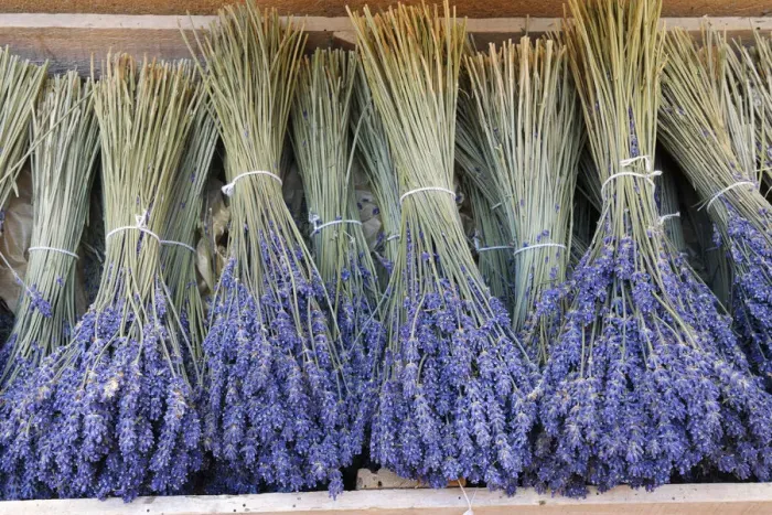 Framed Print : Bundled Lavender (Lavendula augustifolia), Sault, Alpes-de-Haute-Provence, Provence-Alpes-Cote d Azur, Provence, France Framed Print : Bundled Lavender (Lavendula augustifolia), Sault, Alpes-de-Haute-Provence, Provence-Alpes-Cote d Azur, Provence, France