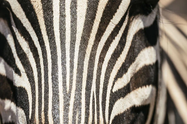 Burchells Zebra, Addo Elephant National Park, Eastern Cape, South Africa