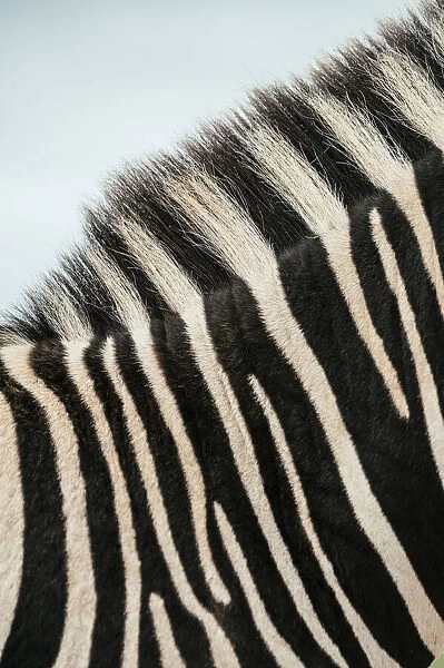 Detail of Burchells Zebra hide, Addo Elephant National Park, Eastern Cape, South Africa