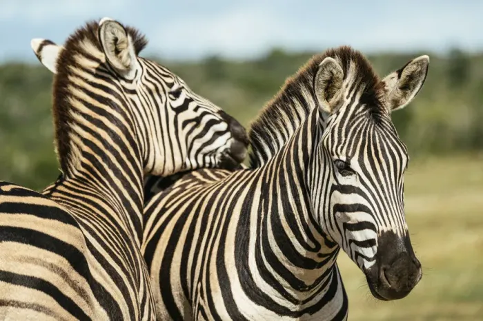 Framed Print : Burchells Zebras, Addo Elephant National Park, Eastern Cape, South Africa Framed Print : Burchells Zebras, Addo Elephant National Park, Eastern Cape, South Africa