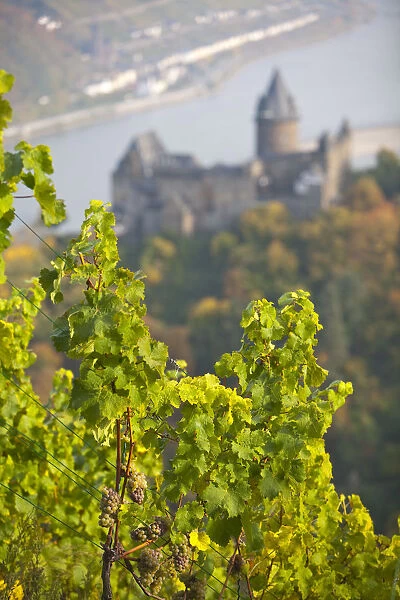 Burg Stahleck & Vineyard, Bacharach, Rhine Valley, Germany