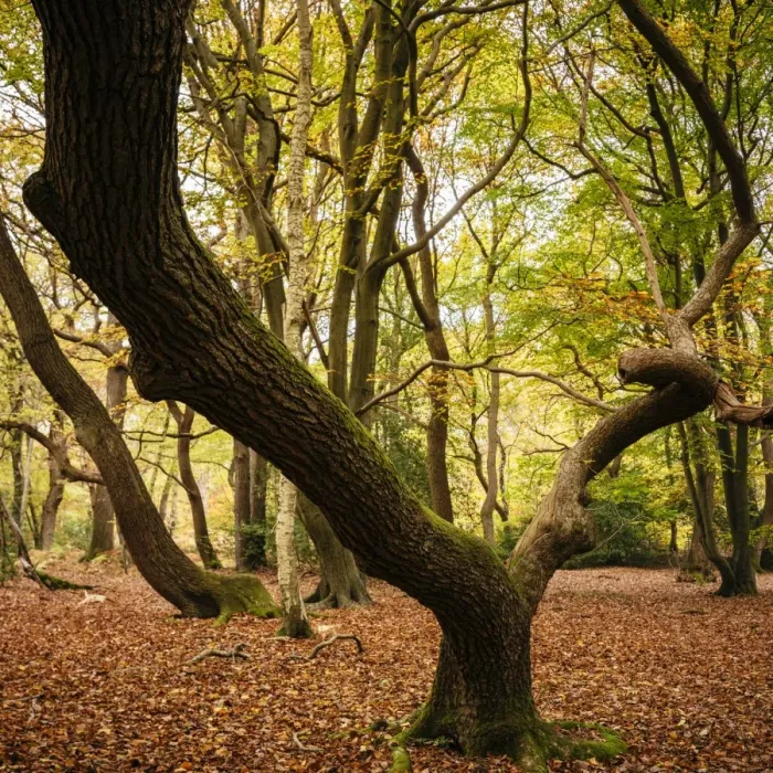 Framed Print : Burnham Beeches, Buckinghamshire, England Framed Print : Burnham Beeches, Buckinghamshire, England