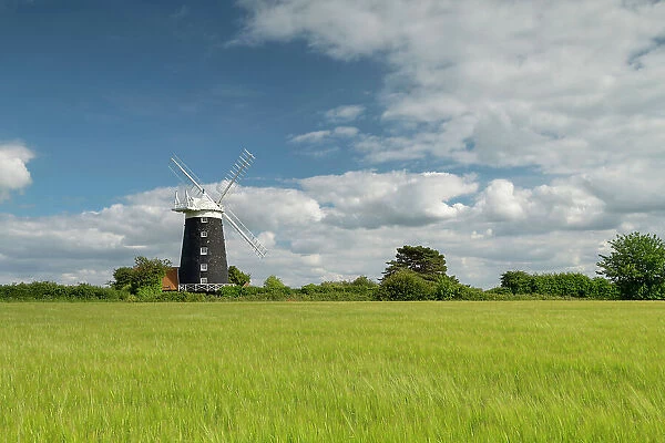 Burnham Overy Mill in Field of Wheat, Norfolk, England