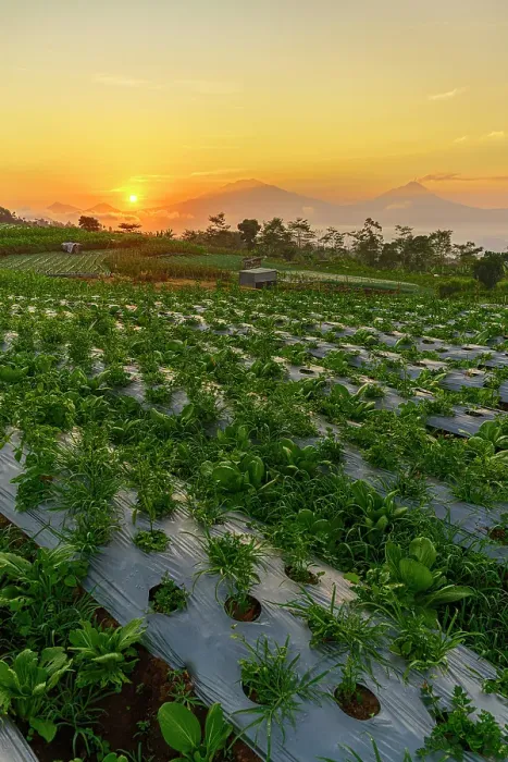 Framed Print : Burning sky at dawn over agricultural fields, Nepal Van Java, Magelang, Central Java, Indonesia Framed Print : Burning sky at dawn over agricultural fields, Nepal Van Java, Magelang, Central Java, Indonesia