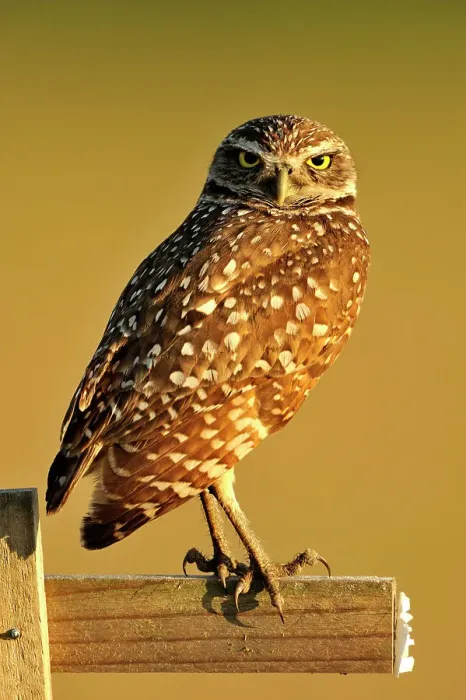 Framed Print : Burrowing owl (Athene cunicularia) Adult near nest in residential area, Cape Coral, Florida, USA Framed Print : Burrowing owl (Athene cunicularia) Adult near nest in residential area, Cape Coral, Florida, USA