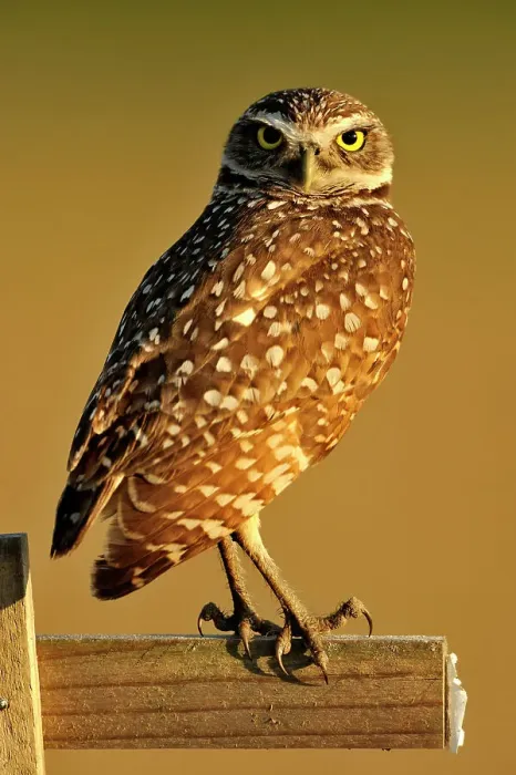 Framed Print : Burrowing owl (Athene cunicularia) Adult near nest in residential area, Cape Coral, Florida, USA Framed Print : Burrowing owl (Athene cunicularia) Adult near nest in residential area, Cape Coral, Florida, USA