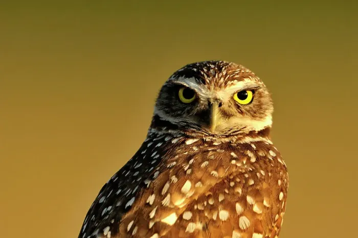 Framed Print : Burrowing owl (Athene cunicularia) Adult near nest in residential area, Cape Coral, Florida, USA Framed Print : Burrowing owl (Athene cunicularia) Adult near nest in residential area, Cape Coral, Florida, USA