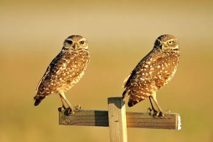 Framed Print : Burrowing owl (Athene cunicularia) Adults near nest in residential area, Cape Coral, Florida, USA Framed Print : Burrowing owl (Athene cunicularia) Adults near nest in residential area, Cape Coral, Florida, USA