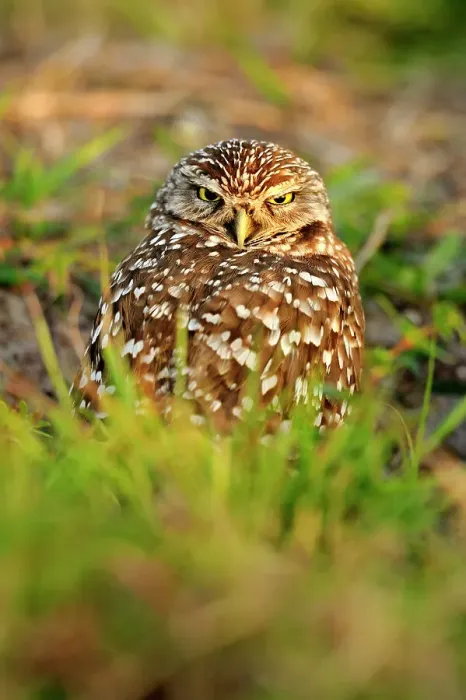 Framed Print : Burrowing owl (Athene cunicularia) Adults near nest in residential area, Cape Coral, Florida, USA
