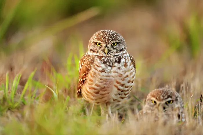 Framed Print : Burrowing owl (Athene cunicularia) Adults near nest in residential area, Cape Coral, Florida, USA Framed Print : Burrowing owl (Athene cunicularia) Adults near nest in residential area, Cape Coral, Florida, USA