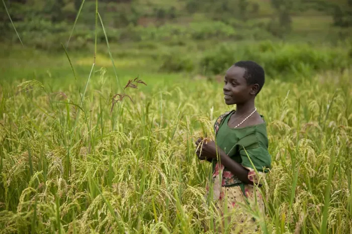 Framed Print : Burundi. A girl stands in a sorghum field in rural Burundi Framed Print : Burundi. A girl stands in a sorghum field in rural Burundi