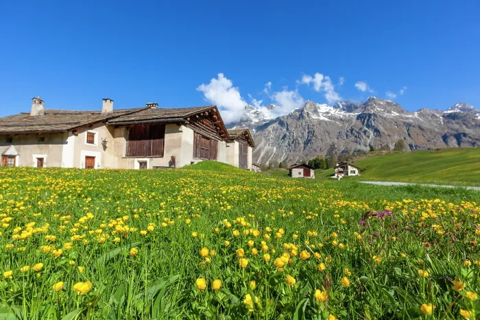 Framed Print : Buttercup flowers in spring, Fex Valley, Upper Engadine, Graubunden, Switzerland Framed Print : Buttercup flowers in spring, Fex Valley, Upper Engadine, Graubunden, Switzerland