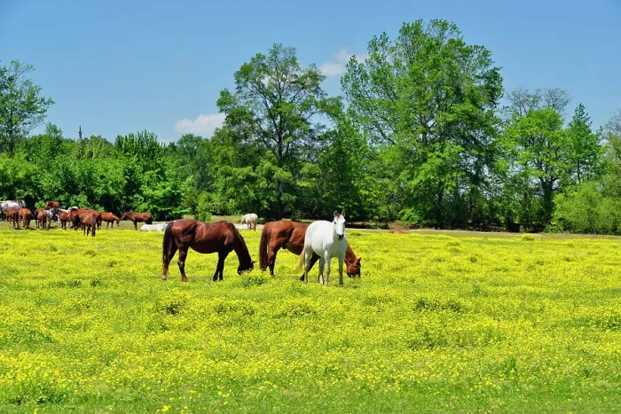 Framed Print : Buttercups and horses in a rural pasture, Centerville, Arkansas, USA Framed Print : Buttercups and horses in a rural pasture, Centerville, Arkansas, USA