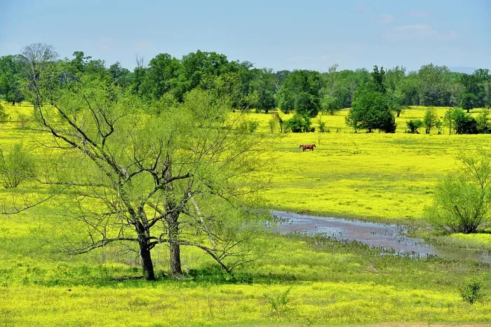 Framed Print : Buttercups in a rural pasture, Dardanelle, Arkansas, USA