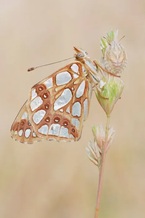 Framed Print : Butterfly, Issoria latonia, Vobbia, Liguria, Genoa, Italy