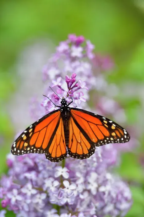 Framed Print : Butterfly, Ontario, Canada Framed Print : Butterfly, Ontario, Canada