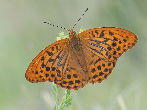 Butterfly with open wings, Argynnis paphia, Vobbia, Italy