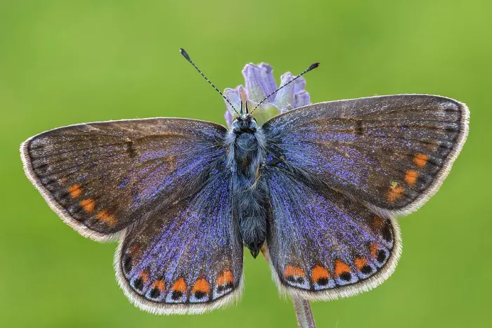 Framed Print : Butterfly, Polyommatus thersites, Liguria, Italy Framed Print : Butterfly, Polyommatus thersites, Liguria, Italy