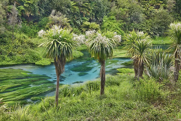 Cabbage tree - New Zealand, North Island, Waikato, South Waikato, Putaruru, Blue Spring
