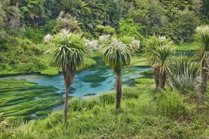 Framed Print : Cabbage tree - New Zealand, North Island, Waikato, South Waikato, Putaruru, Blue Spring Framed Print : Cabbage tree - New Zealand, North Island, Waikato, South Waikato, Putaruru, Blue Spring