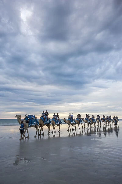 Cable Beach, Western Australia. Camels on the shore at sunset