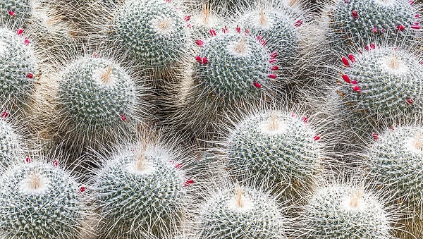 Cacti in Kew Gardens, London, England