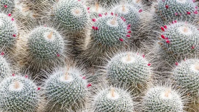 Framed Print : Cacti in Kew Gardens, London, England Framed Print : Cacti in Kew Gardens, London, England