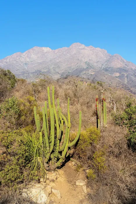 Framed Print : Cactus with Cerro La Campana in background, Sector Palmas de Ocoa, La Campana National Park, Cordillera de la Costa, Quillota Province, Valparaiso Region, Chile