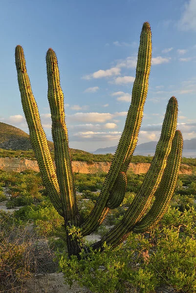 A Cactus in the desert outside La Ventanaz, Baja California, Mexico