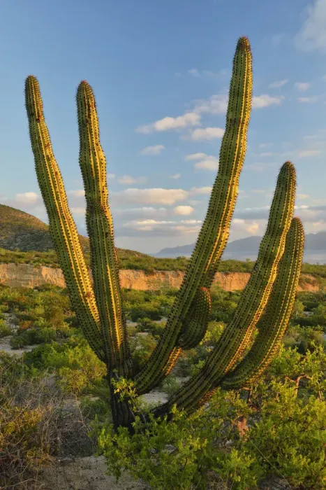 Framed Print : A Cactus in the desert outside La Ventanaz, Baja California, Mexico Framed Print : A Cactus in the desert outside La Ventanaz, Baja California, Mexico