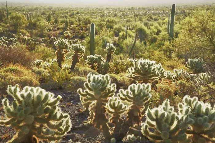 Framed Print : Cactus dryland with chollas - USA, Arizona, Pima, Organpipe Cactus National Monument Framed Print : Cactus dryland with chollas - USA, Arizona, Pima, Organpipe Cactus National Monument