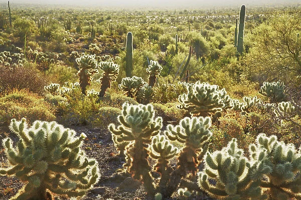 Cactus dryland with chollas - USA, Arizona, Pima, Organpipe Cactus National Monument